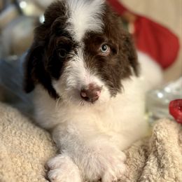 SALLY - brown parti girl - Brown and white female Bernedoodle puppy in Lookout, California from Remington Kennels, LLC
