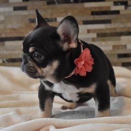 Bulldog and French Bulldog Puppies from Raise The Woof Bulldogs