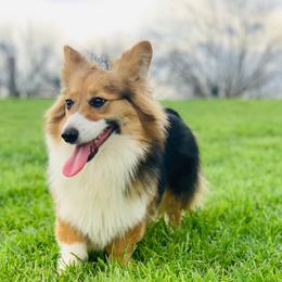 Beth - Pembroke Welsh Corgi