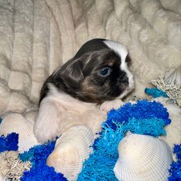 Toodles - Blue male Shih Tzu puppy in Kettering, Ohio from LaDawn’s Little Lions