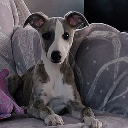 Nairobi - Blue brindle Whippet puppy in Katy, Texas from Texas Diamond Whippets