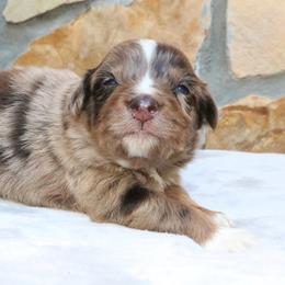 Pumpkin - Red merle male Australian Shepherd puppy in Macon, Georgia from Shaina’s Shepherds