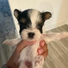 Boq - Black tan and white male Biewer Terrier puppy in Cartersville, Georgia from Alpha Tiny Paws
