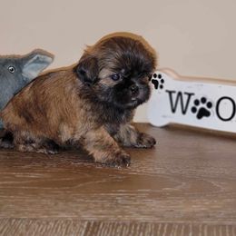 Simba AKC Champion Bloodline - Brindle Shih Tzu puppy in Kings Mountain, North Carolina from Britany's Shih Tzus