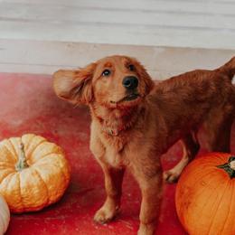 Golden Retriever Puppies from Morgan’s Heart of Gold Retrievers