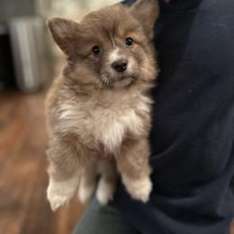 Yellow Collar Girl Jill - Sable female Pembroke Welsh Corgi puppy in Paris, Kentucky from Flat Run Corgis