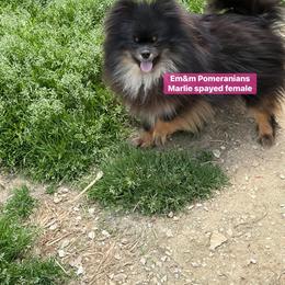 Marlie pet only - Black and tan female Pomeranian puppy in Kentucky from Em&M Pomeranians