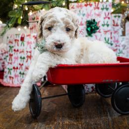 Creed - Tri-color male Australian Labradoodle puppy in Leonard, Texas from Laird Farms