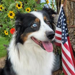 Ari - Australian Shepherd