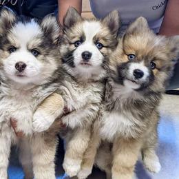 Pomsky Puppies from Schofield Homestead Pomsky's