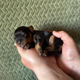 Cajun - Black and tan male Cavalier King Charles Spaniel puppy in Gonzales, Texas from Veach Cavaliers & Farm