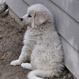 Green Collar Girl - White female Great Pyrenees puppy in Kennewick, Washington from Sandollar Farms | Alpacas & Great Pyrenees