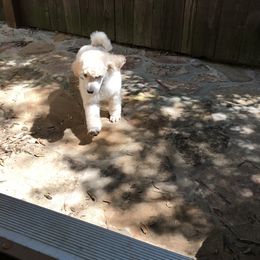 Poodle Puppies from Gwynt Standard Poodles