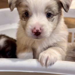 Australian Shepherd, Miniature American Shepherd, Miniature Australian Shepherd, and Toy Australian Shepherd Puppies from Painted Blue Aussies