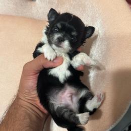 Boy2 - Black and white male Chihuahua puppy in Davenport, Florida from Clan Cordovathone