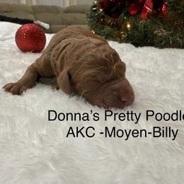 Billy - Red  male Poodle puppy in Vilonia, Arkansas from Donna’s Pretty Poodles