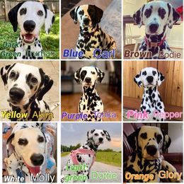 Dalmatian Puppies from Calvary's Dalmatians