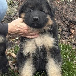 Grey collar - Black and red male German Shepherd puppy in Pana, Illinois from von Fenja German Shepherd Dogs