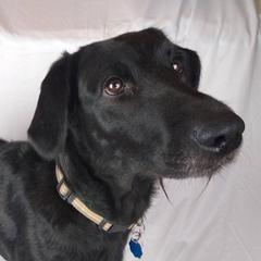 Rosaline - Labradoodle