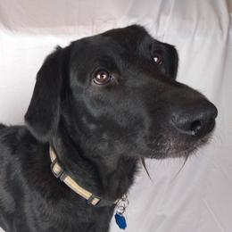 Rosaline - Labradoodle