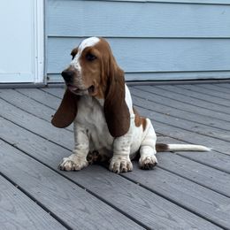 Hilda - Mahogany and white female Basset Hound puppy in Inman, Nebraska from Sandhill Hounds of Nebraska