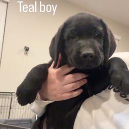 Teddy - Black male Labrador Retriever puppy in Menifee, California from Dioscuri Kennel