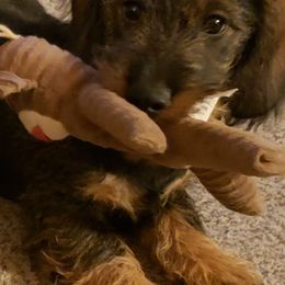 Dachshunds and Leonbergers from Enchanted Desert