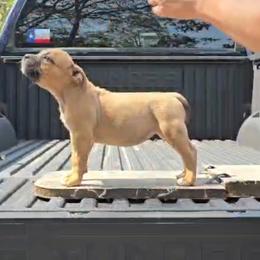 Penny - Fawn female American Bully puppy in Redfield, Arkansas from ArK9 Capabulls