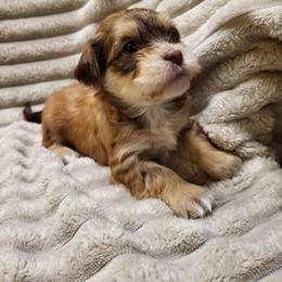 Hank - Fawn sable male Havanese puppy in Salesville, Ohio from RiverLynn