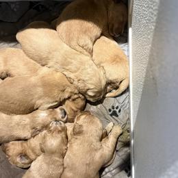 Boy 1 - Golden male Golden Retriever puppy in Maidens, Virginia from Legacy Farm Goldens