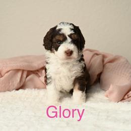 Glory - Red tri-color female Aussiedoodle puppy in Lincoln, California from Frenchie LOVE and Doodles
