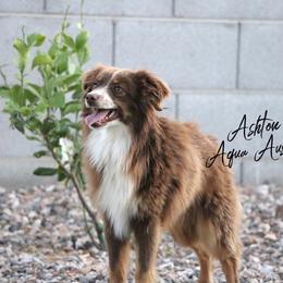 Toy Australian Shepherd Puppies from Kickapoo Creek Toy Aussies