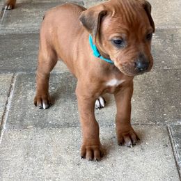 Chihuahua and Rhodesian Ridgeback Puppies from Prestige Chihuahuas & Ridgebacks