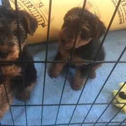 Welsh Terrier Puppies from Gryphon Roc Kennels