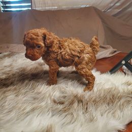 Poodle Puppies from Sweetie Pie Poodles