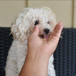 Lady - Poodle