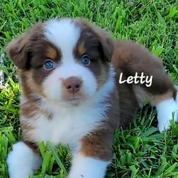 Letty - Red tri female Miniature Australian Shepherd puppy in Waxhaw, North Carolina from Cane Creek Aussies