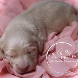 Dachshund Puppies from Bald Mountain Dachshunds