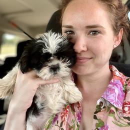 Pomeranian and Shih Tzu Puppies from Laik’s Little Shihtz & Poms