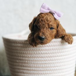 Girl 2 - Red  female Poodle puppy in Duncan, South Carolina from Abner Creek Poodles & Doodles