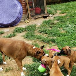 Boxer Puppies from Newcastle Boxers