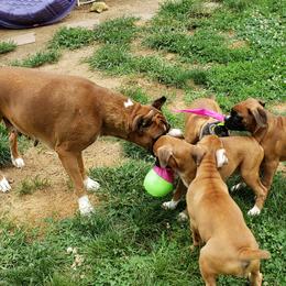 Boxer Puppies from Newcastle Boxers
