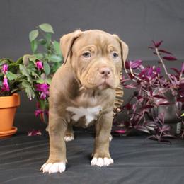 Yellow Collar - Chocolate tri-color female American Bully puppy in Easton, Maryland from Night Court Bullies