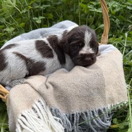 Wirehaired Pointing Griffon Puppies from Idleista Grand Chasseur
