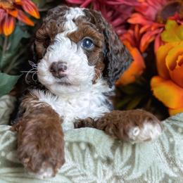 Pecan - Tri-color male Bernedoodle puppy in Garden Grove, California from Sunkissed Doodles