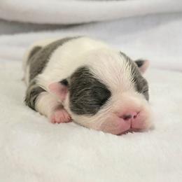 Boston Terrier Puppies from White Valley Boston Terriers