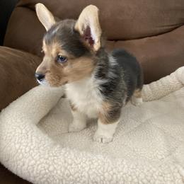 Pembroke Welsh Corgi Puppies from Mount Garfield Corgis