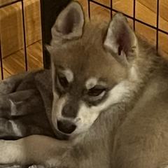Boy 4 - male Tamaskan puppy in Kansas City, Missouri from Little Bear Tamaskans