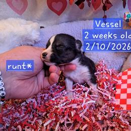 Pembroke Welsh Corgi and Siberian Husky Puppies from Regal Huskies of the Carolinas
