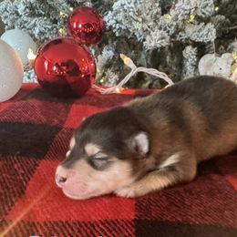 Simba - Chocolate male Pomsky puppy in Grandview, Washington from Alyssa’s pomsky’s